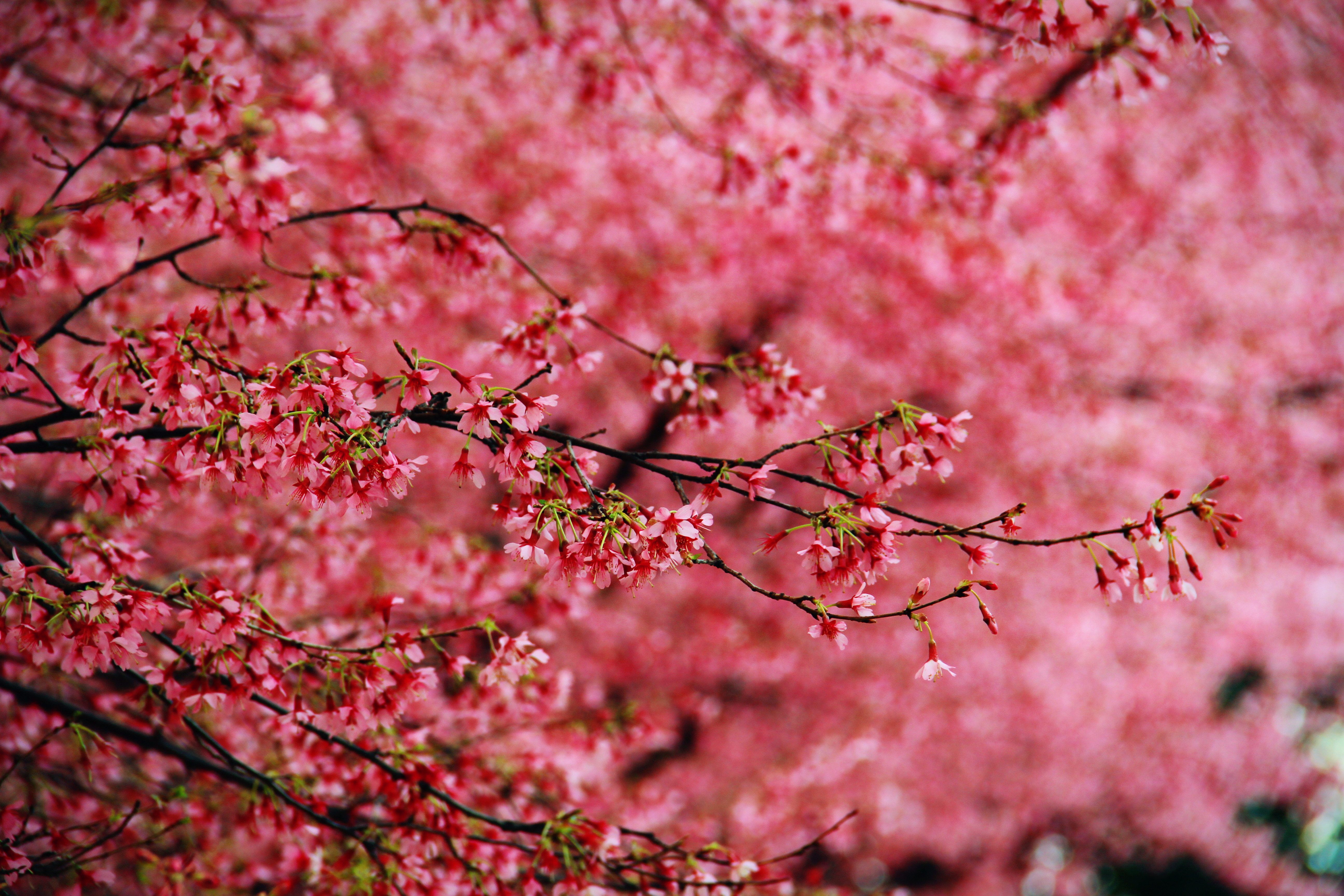 Тропинка цветение сакура Path flowering Sakura загрузить